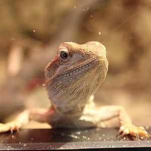 Dwarf Bearded Dragon (Pogona minor)