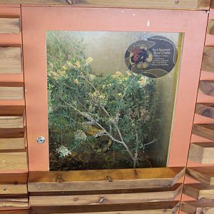 Red Spotted Rose Chafer enclosure