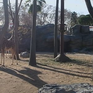 New giraffe enclosure 1