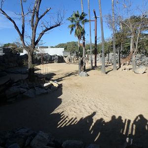 New giraffe enclosure 2
