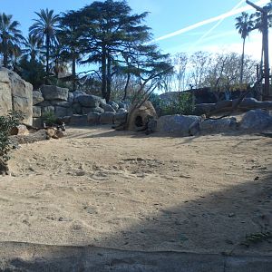 New banded mongoose enclosure 1