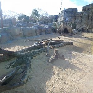 New banded mongoose enclosure 1