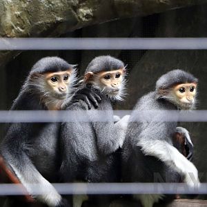 Red-shanked douc langurs, October 2017