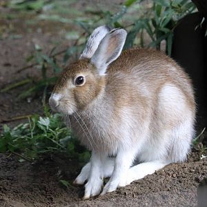 Tohoku hare, October 2017