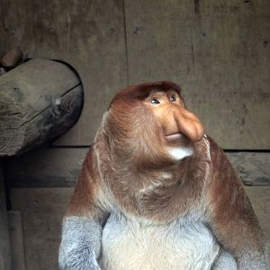 Proboscis monkey, October 2017