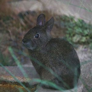 Volcano rabbit, October 2017