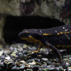 Ryukyu newt, October 2017