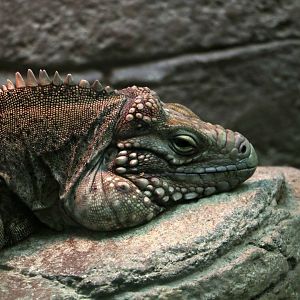 Lesser Caymans iguana, October 2017