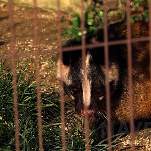 Japanese masked palm civet, October 2017