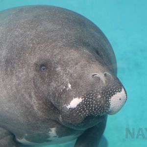 Amazonian manatee, Atagawa Tropical & Alligator Garden, October 2017