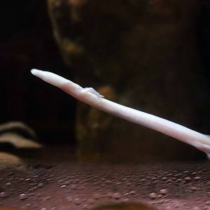 Olm, Hekinan Seaside Aquarium, October 2017