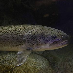 Japanese huchen, Hekinan Seaside Aquarium, October 2017