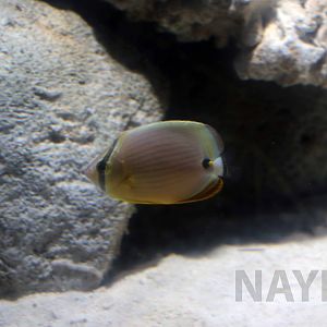 Oval butterflyfish, Hekinan Seaside Aquarium, October 2017