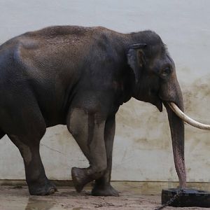 Asian elephant, October 2017