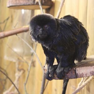 Goeldis Monkey