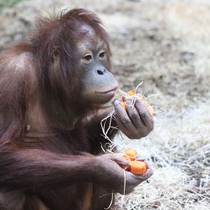 Jingga - Blackpool's new Orangutan