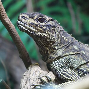 Philippine sailfin lizard