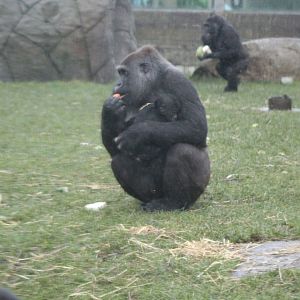 Gorilla with Baby