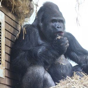 Gorilla