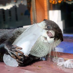Cape clawless otter, October 2017