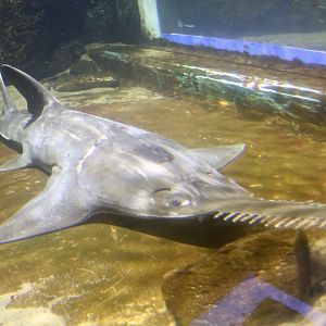 Largetooth sawfish, October 2017
