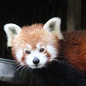 Red Panda
