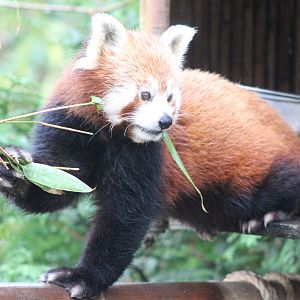 Red Panda