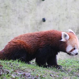 Red Panda Scent Marking