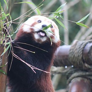 Red Panda