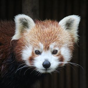 Red Panda