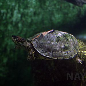 Indian roofed turtle, October 2017