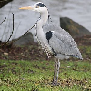 Grey Heron