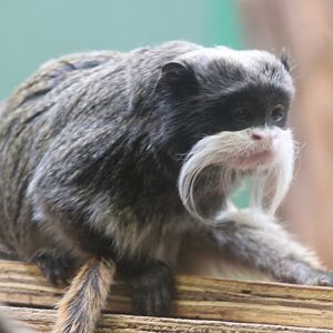 Tamarin