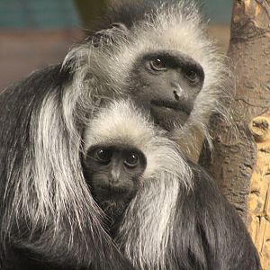 Colobus Monkey