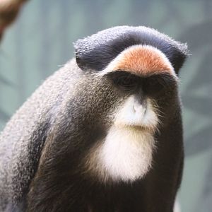 De Brazza's Monkey