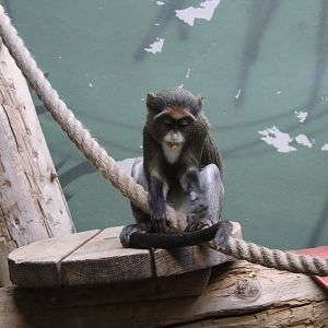 Baby De Brazza's Monkey