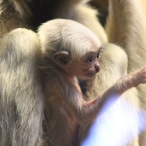 Month old Pileated Gibbon