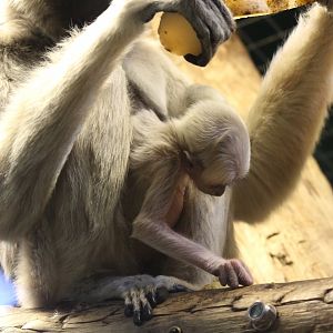 Baby Pileated Gibbon