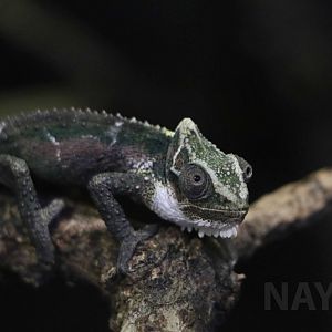 Natal Midlands dwarf chameleon, December 2017
