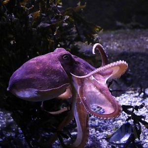 Lesser octopus, November 2017