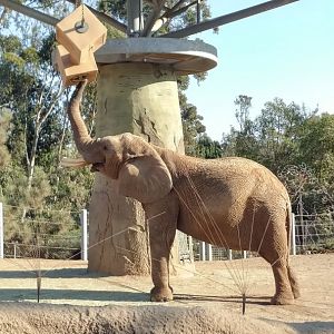 Shaba the elephant playing with enrichment