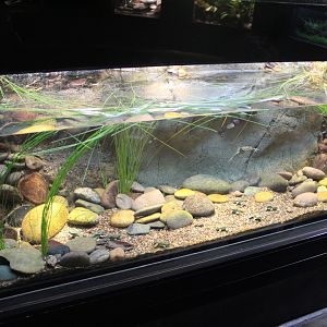 Lake Titicaca water frog exhibit