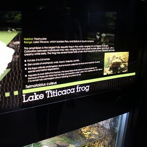 Lake Titicaca water frog signage