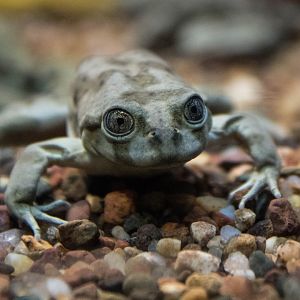 Lake Titicaca water frog