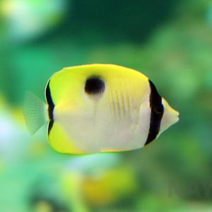 Teardrop butterflyfish, October 2017