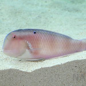 Blackspot razorfish, October 2017