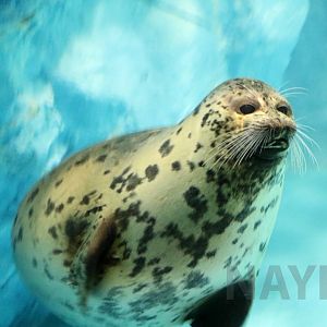 Caspian seal, October 2017