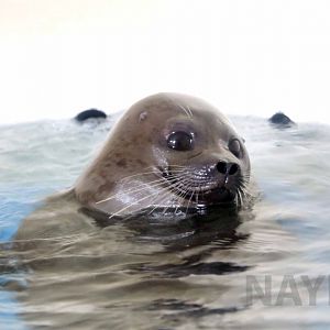 Okhotsk ringed seal, October 2017