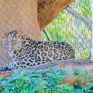 Amur leopard, Charlie, on the catwalk in Africa Rocks exhibit.