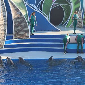 Dolphin Presentation